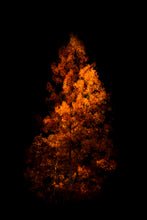 Load image into Gallery viewer, Fury, June Lake - Francesco Emanuele Carucci Photography