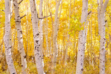 Load image into Gallery viewer, Golden Trees - Francesco Emanuele Carucci Photography