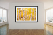 Load image into Gallery viewer, Golden Trees - Francesco Emanuele Carucci Photography