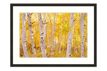 Load image into Gallery viewer, Golden Trees - Francesco Emanuele Carucci Photography