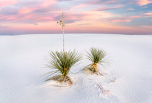 Load image into Gallery viewer, Yucca - Francesco Emanuele Carucci Photography
