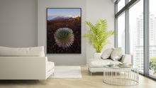 Load image into Gallery viewer, Silversword @ Haleakala