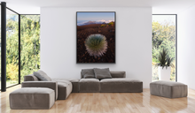 Load image into Gallery viewer, Silversword @ Haleakala