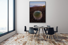 Load image into Gallery viewer, Silversword @ Haleakala