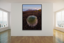 Load image into Gallery viewer, Silversword @ Haleakala