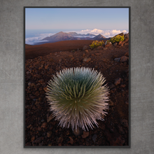 Load image into Gallery viewer, Silversword @ Haleakala