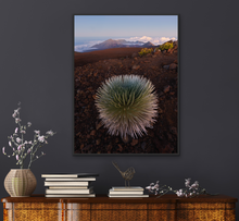 Load image into Gallery viewer, Silversword @ Haleakala
