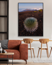 Load image into Gallery viewer, Silversword @ Haleakala