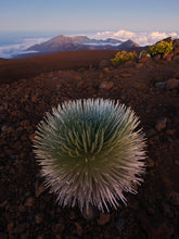 Load image into Gallery viewer, Silversword @ Haleakala