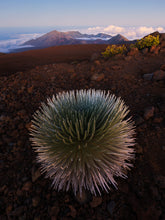 Load image into Gallery viewer, Silversword @ Haleakala