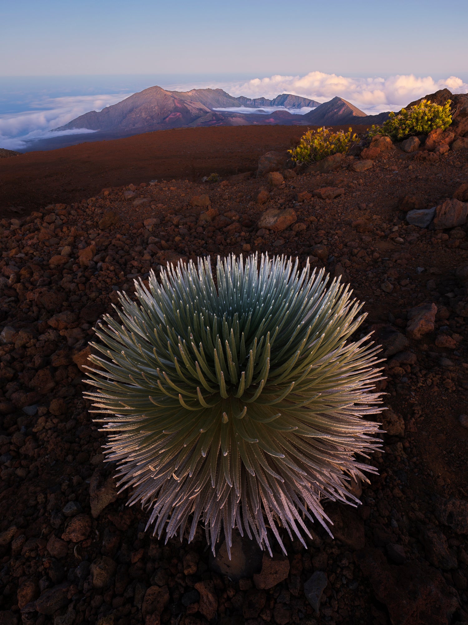 Silversword @ Haleakala, Maui, Hawai'i - Limited Edition Fine Art