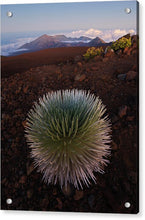 Load image into Gallery viewer, Silversword @ Haleakala