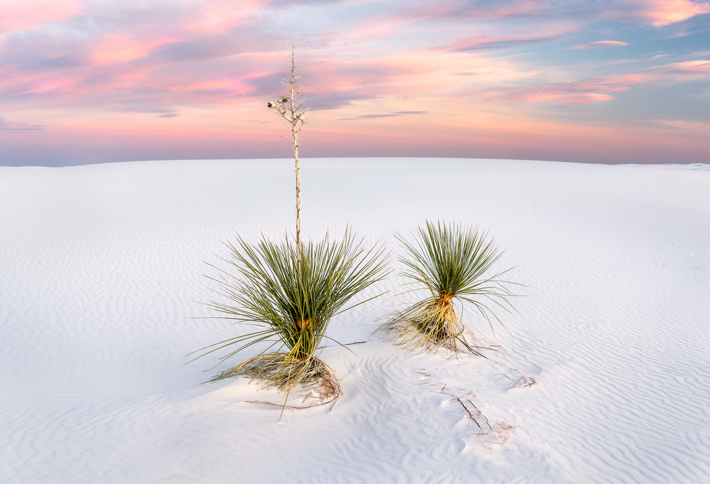 Yucca - Francesco Emanuele Carucci Photography